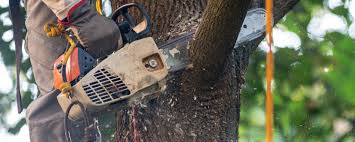 Best Tree Removal  in Windsor, CA