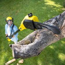 Windsor, CA Tree Care Company