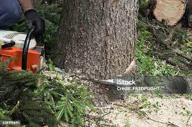 Best Lawn Pest Prevention  in Windsor, CA