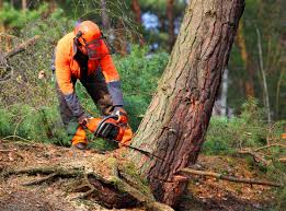 Lawn Watering Services in Windsor, CA