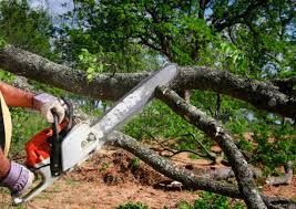 Best Utility Line Clearance  in Windsor, CA