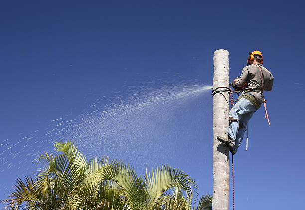 How Our Tree Care Process Works  in  Windsor, CA
