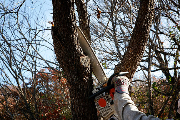 Best Fruit Tree Pruning  in Windsor, CA