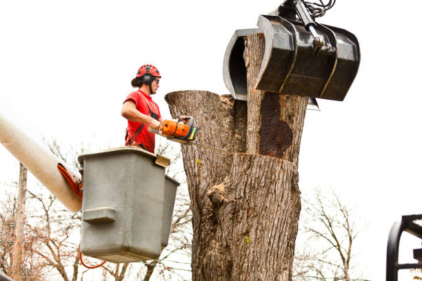 Best Firewood Processing and Delivery  in Windsor, CA